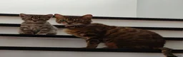 Bengal cats for sale: Bengal mixed kittens - Advert 2
