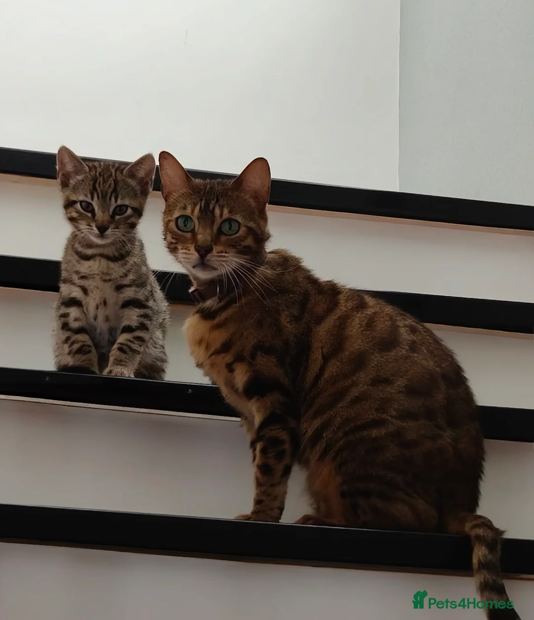 Bengal cats for sale: Bengal mixed kittens - Advert 2