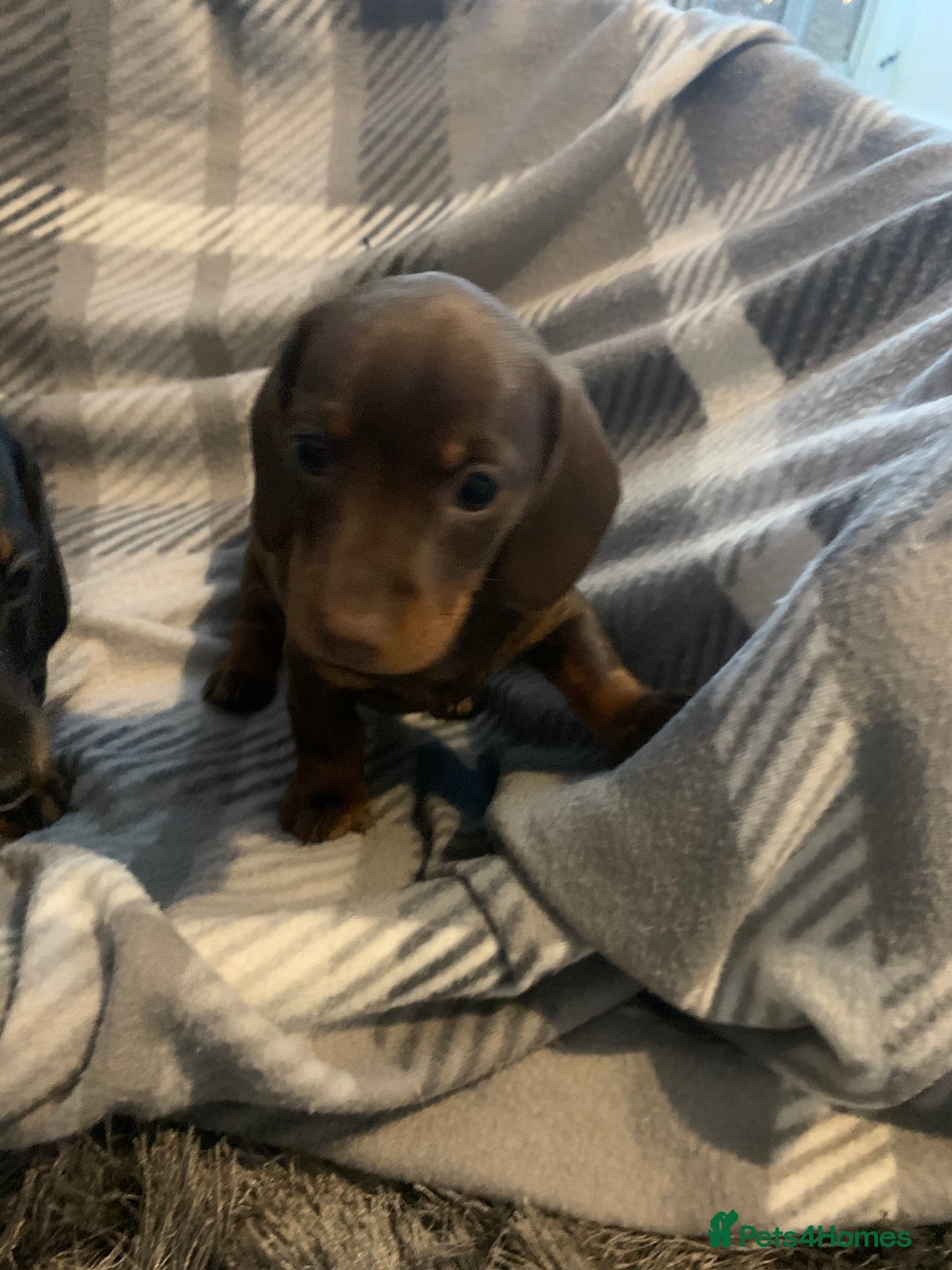 Dachshund dogs for sale: Daschund miniature  - Image 8