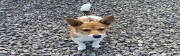 Jack Russell dogs for sale: For sale Jack Russel  in Swindon - Advert 7
