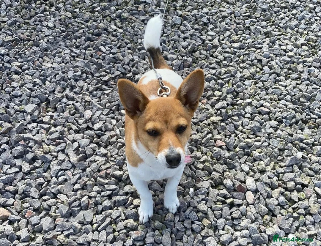Jack Russell dogs for sale: For sale Jack Russel  in Swindon - Advert 7