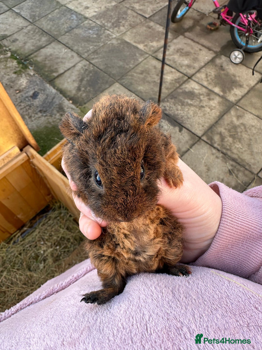 Guinea Pig rodents for sale: Male baby guinea pigs - Advert 4