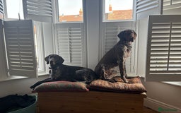 German Shorthaired Pointer dogs for stud: Looking for GSP Stud  - Image 4