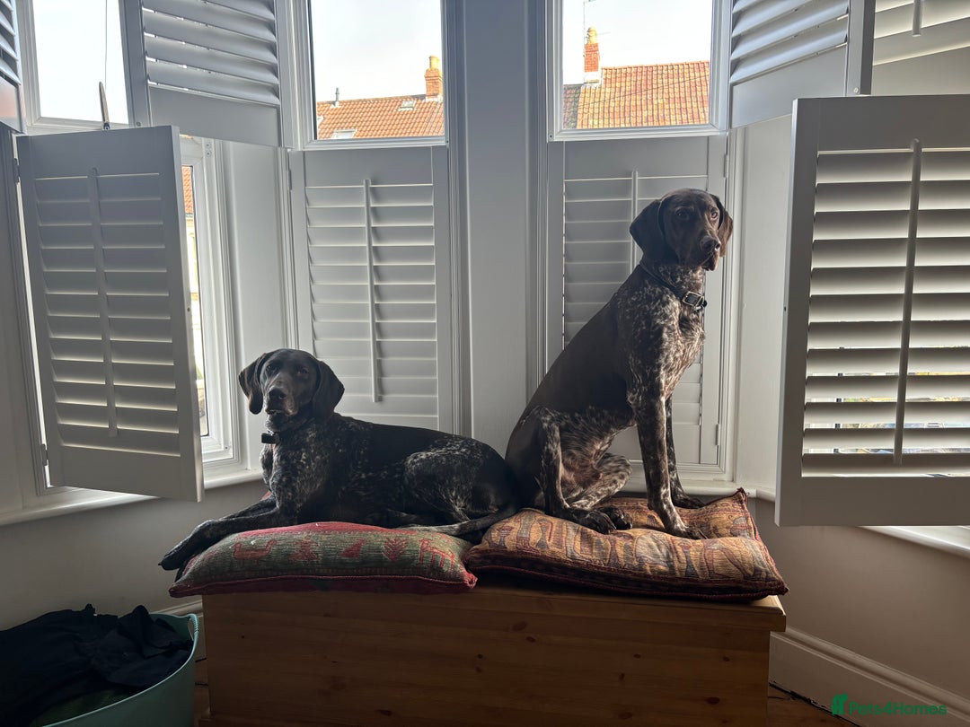 German Shorthaired Pointer dogs for stud: Looking for GSP Stud  - Image 4