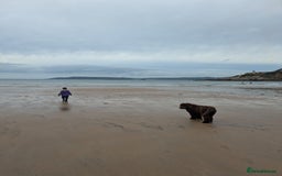 Newfypoo dogs for sale: Beautiful Newfypoo puppy  - Advert 6