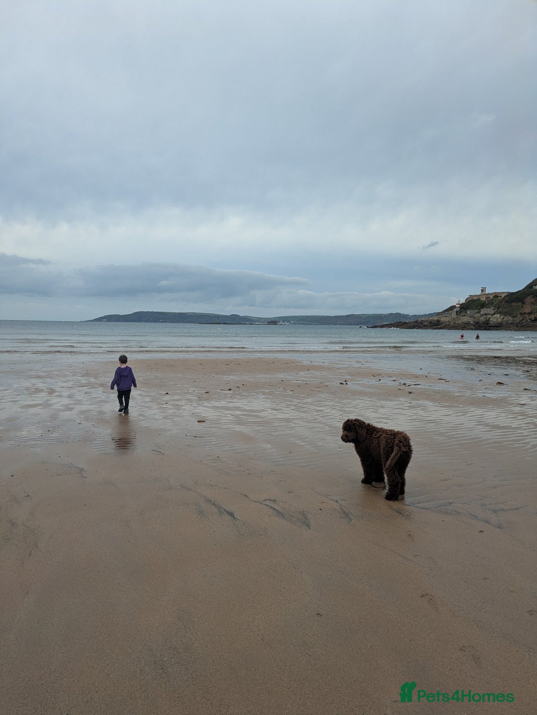 Newfypoo dogs for sale: Beautiful Newfypoo puppy  - Advert 6