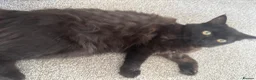 Ragdoll cats for sale: Ragdollxbritish short hair - Advert 14