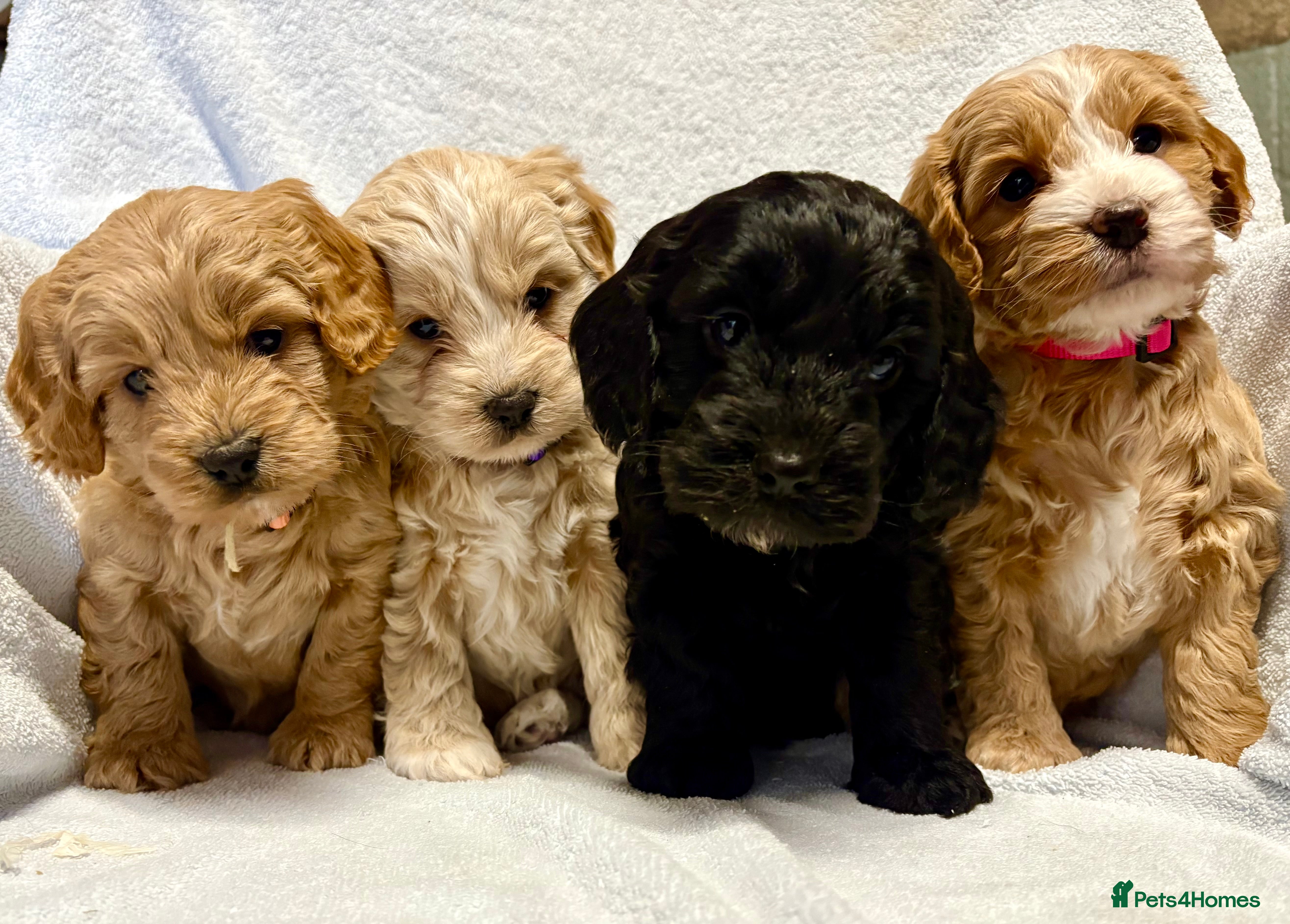 Cockapoo dogs Beautiful F1 Cockapoo puppies- mixed colours  - Advert 1