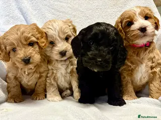 Cockapoo dogs Beautiful F1 Cockapoo puppies- mixed colours - Advert 1