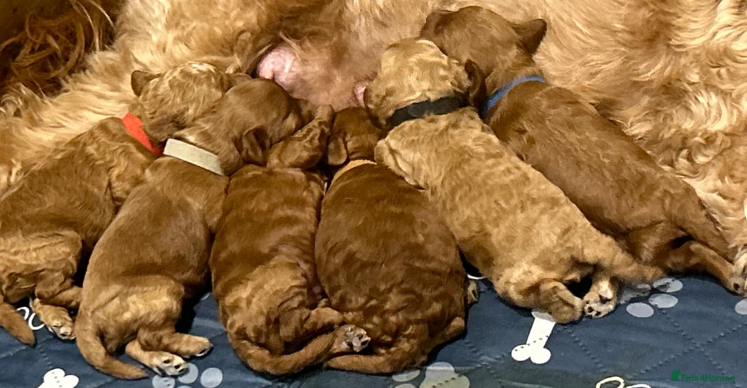 Cavapoo dogs for sale: Extensively DNA health tested and trained girl   - Advert 22