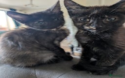 Mixed Breed cats for sale: Cross mainecoon kittens  - Image 1