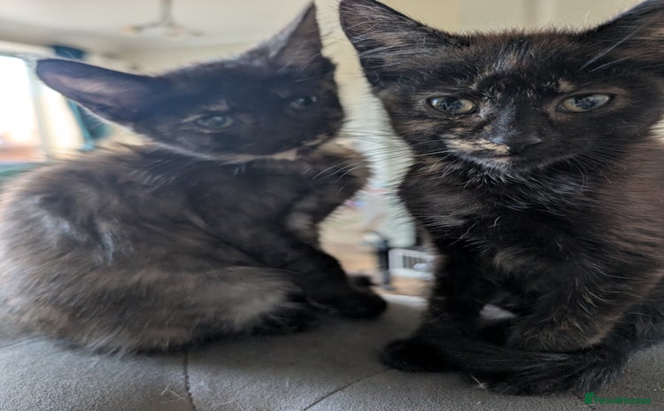 Mixed Breed cats - Advert 8