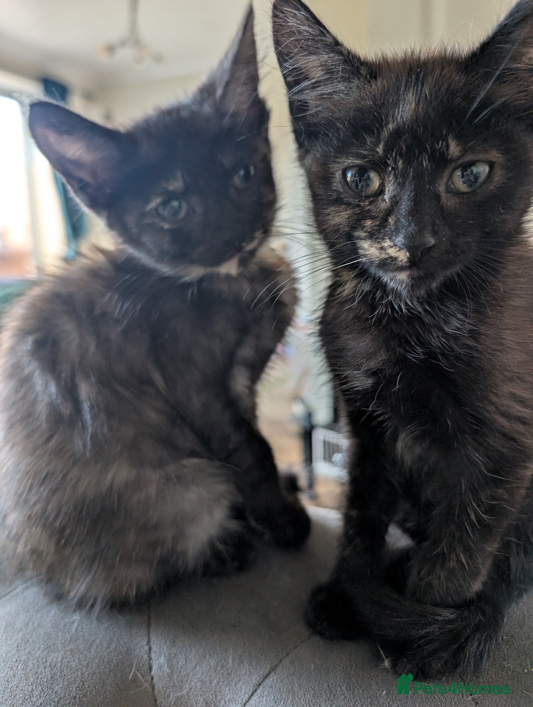 Mixed Breed cats for sale: Cross mainecoon kittens  - Image 1