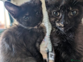 Mixed Breed cats - Advert 29