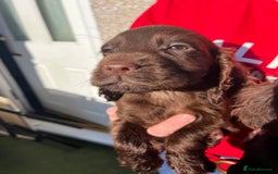 Cocker Spaniel dogs for sale: ⭐️Cocker spaniel puppies ready now ⭐️ - Image 11