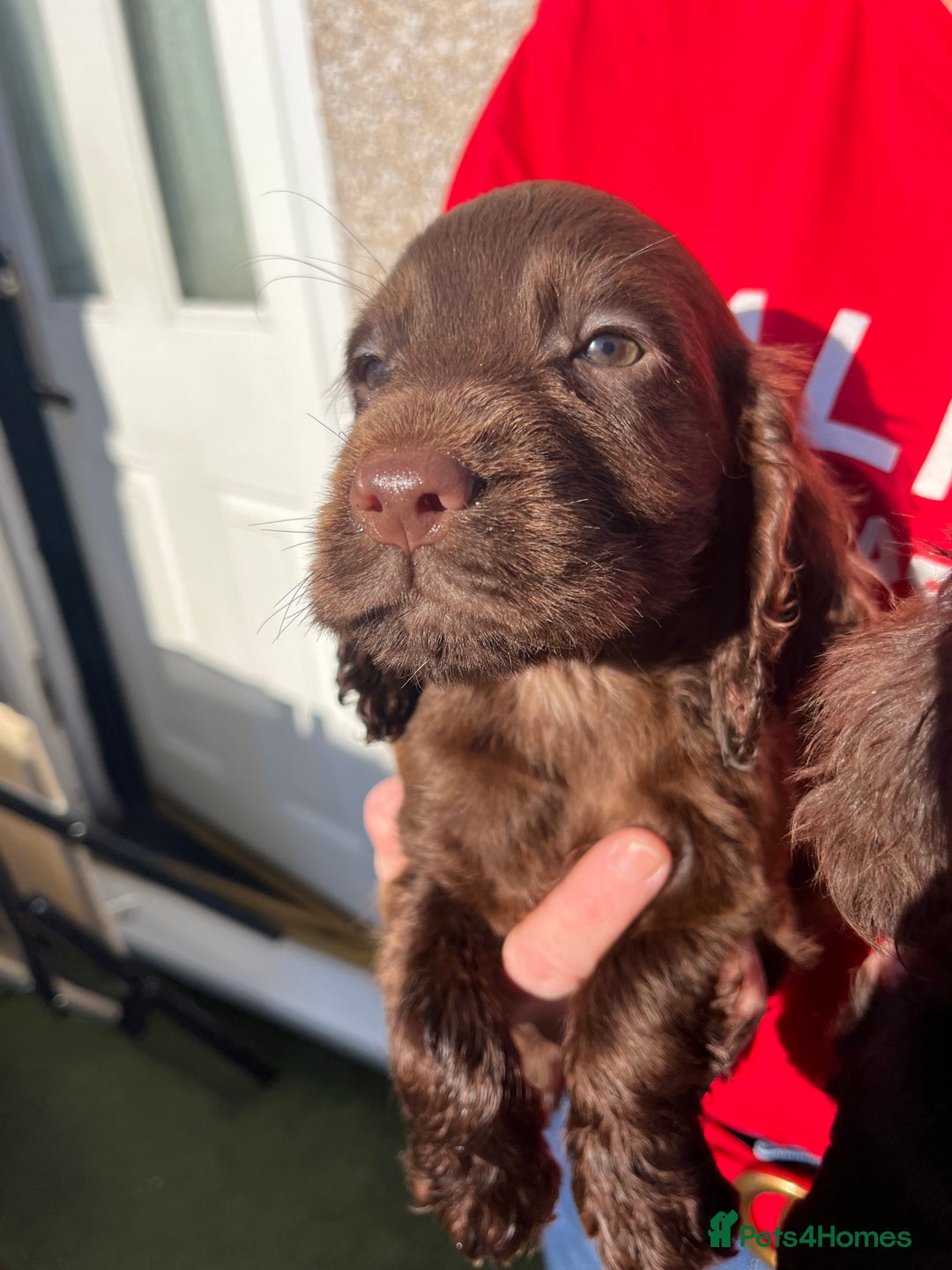 Cocker Spaniel dogs for sale: ⭐️Cocker spaniel puppies ready now ⭐️ - Image 11