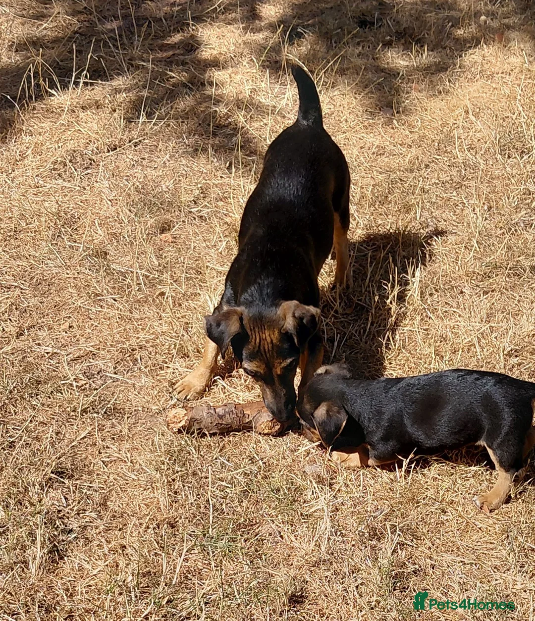 Jack Russell dogs for sale: Jack Russell Puppy for Sale - Advert 5