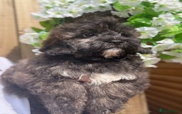 Shihpoo dogs for sale: 🩷 Beautiful Shihpoo Girls available 💙 - Image 9