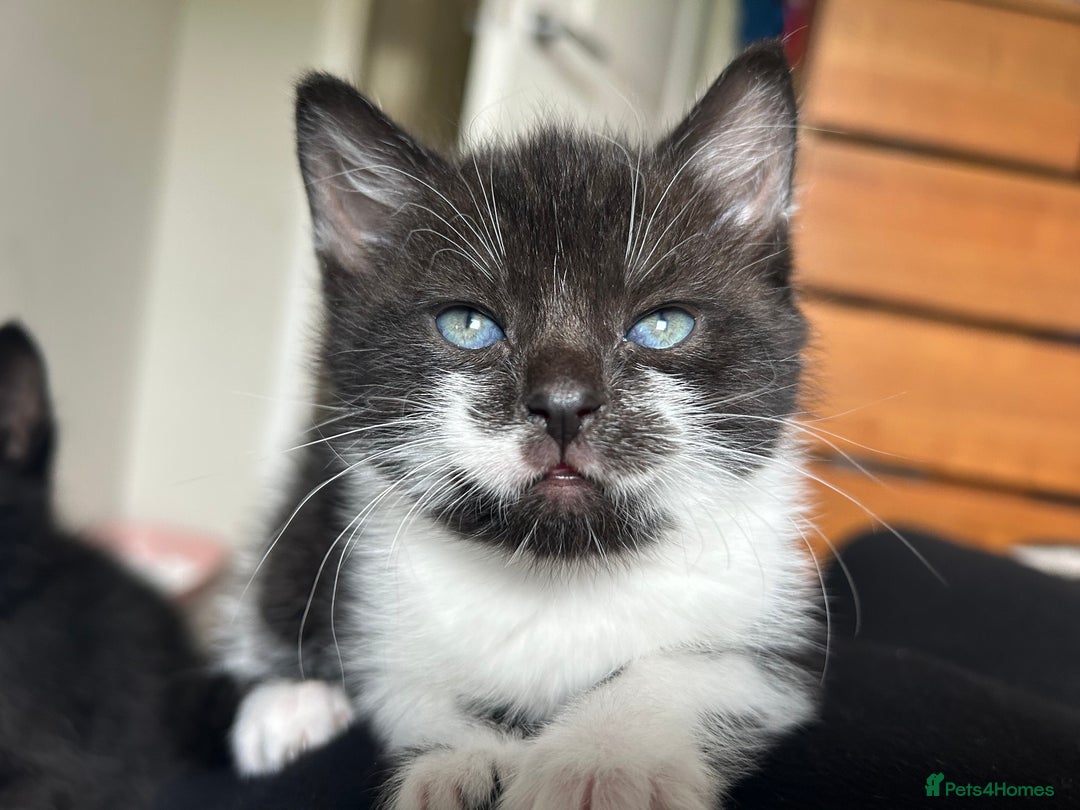 Mixed Breed cats for sale: Black and white female kitten - Image 1