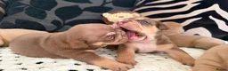 English Bulldog dogs for sale: English Bulldog Puppies  - Advert 9