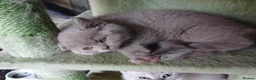 British Shorthair cats for sale: Beautiful British Shorthaired lilac female kitten  - Advert 4