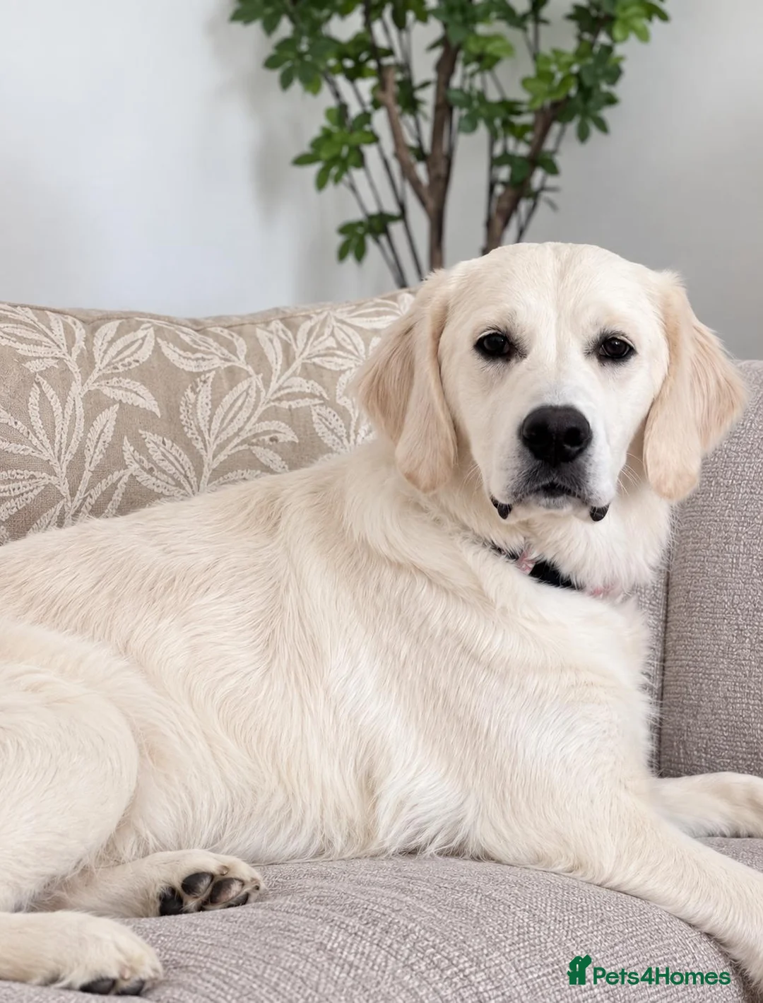 Golden Retriever dogs for sale: 💛 Mabel is looking for a very special new home in Stockport - Advert 2