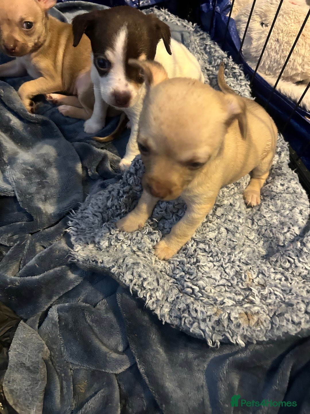 Chihuahua dogs for sale: Baby Chihuahuas - Image 4