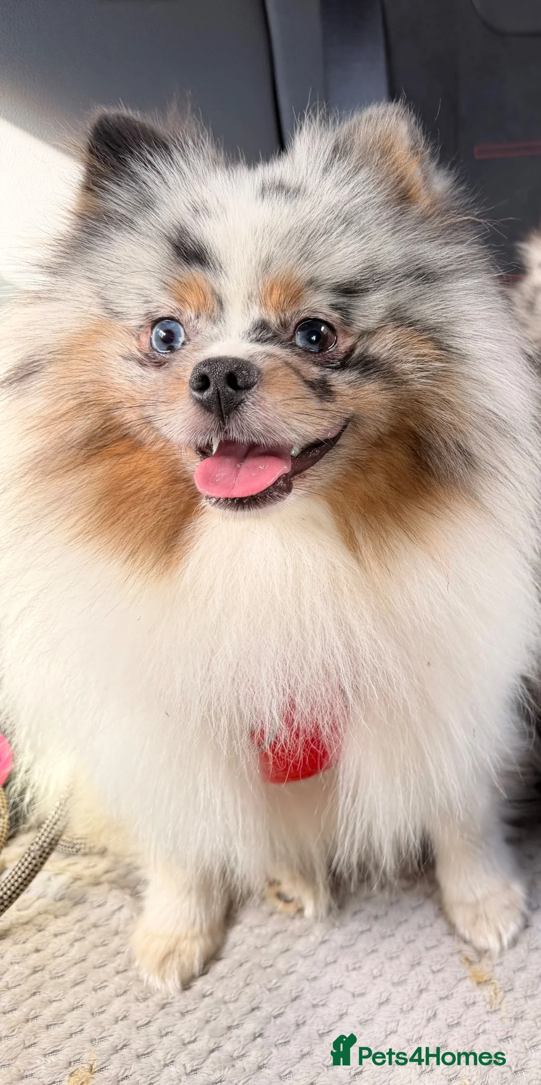 Pomeranian dogs for stud: Russian 🇷🇺 import Pomeranian💙 - Advert 2