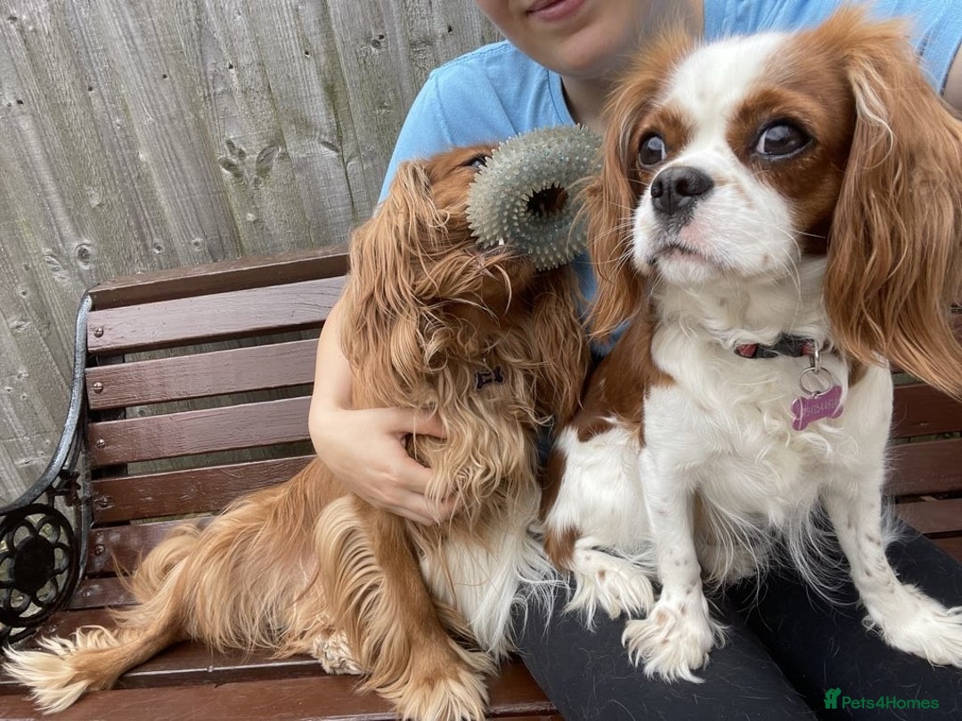 Cavalier King Charles Spaniel dogs for sale: Urgently looking for new home/s - Image 5