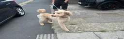 Standard Poodle dogs for stud: Leo our stunning light red/apricot standard poodle in Saint Helens - Advert 1