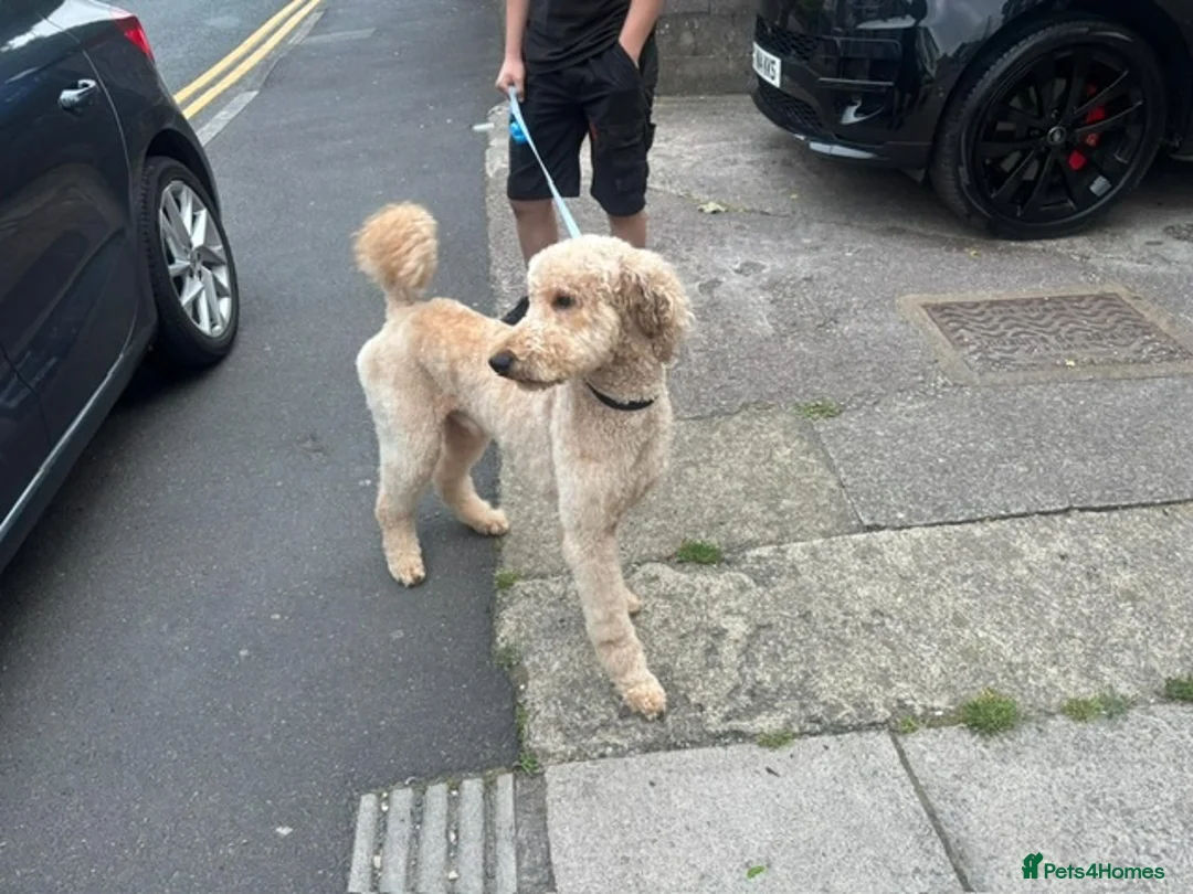 Standard Poodle dogs for stud: Leo our stunning light red/apricot standard poodle in Saint Helens - Advert 1