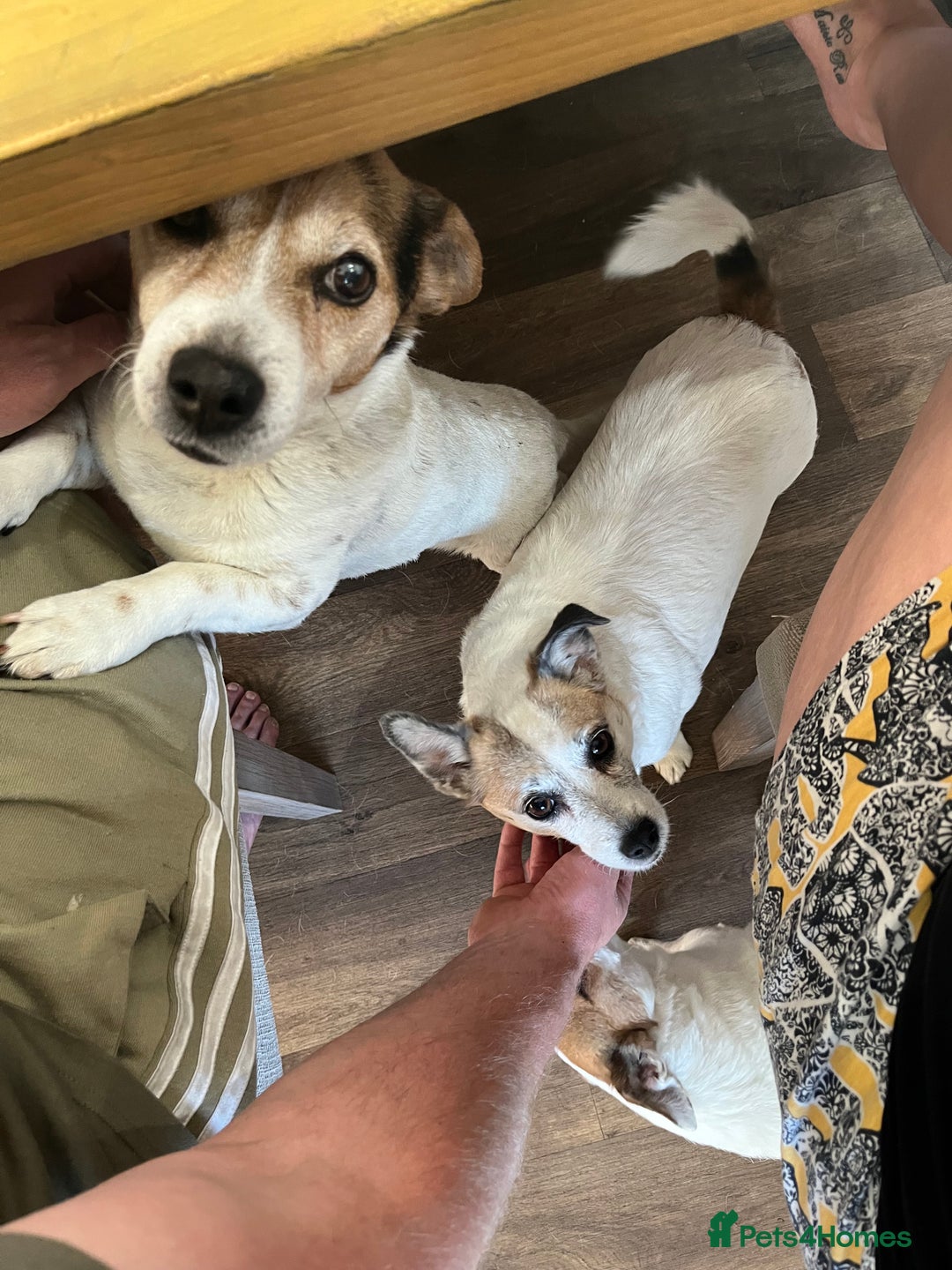 Jack Russell dogs for sale: Female jack russell - Image 5