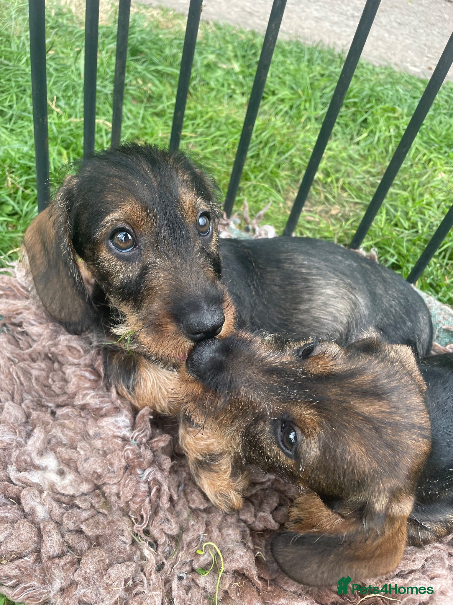 Dachshund dogs 2 beautiful Teckel boys wired haired sausages  - Advert 3
