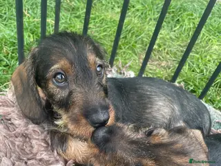 Dachshund dogs 2 beautiful Teckel boys wired haired sausages - Advert 3