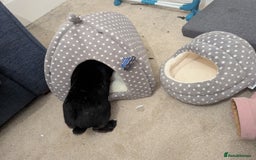 Mini Lop rabbits for sale: Mini Lop for a good home 🥰 - Image 31