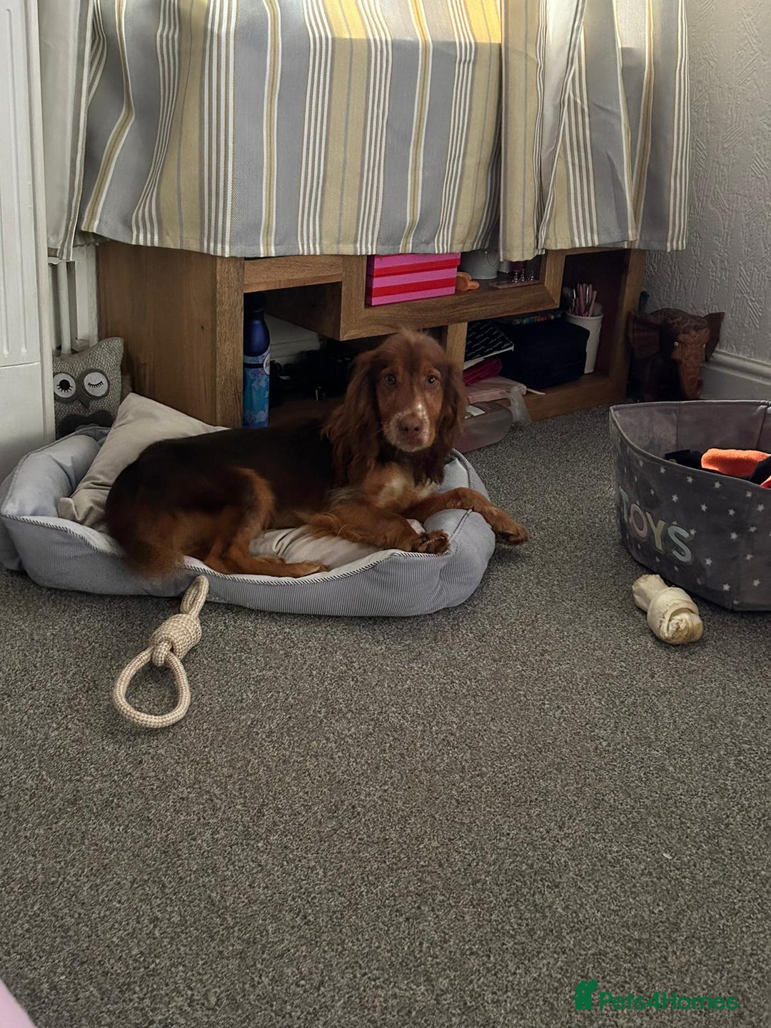 Cocker Spaniel dogs for sale: Buddy the cocker spaniel - Advert 7