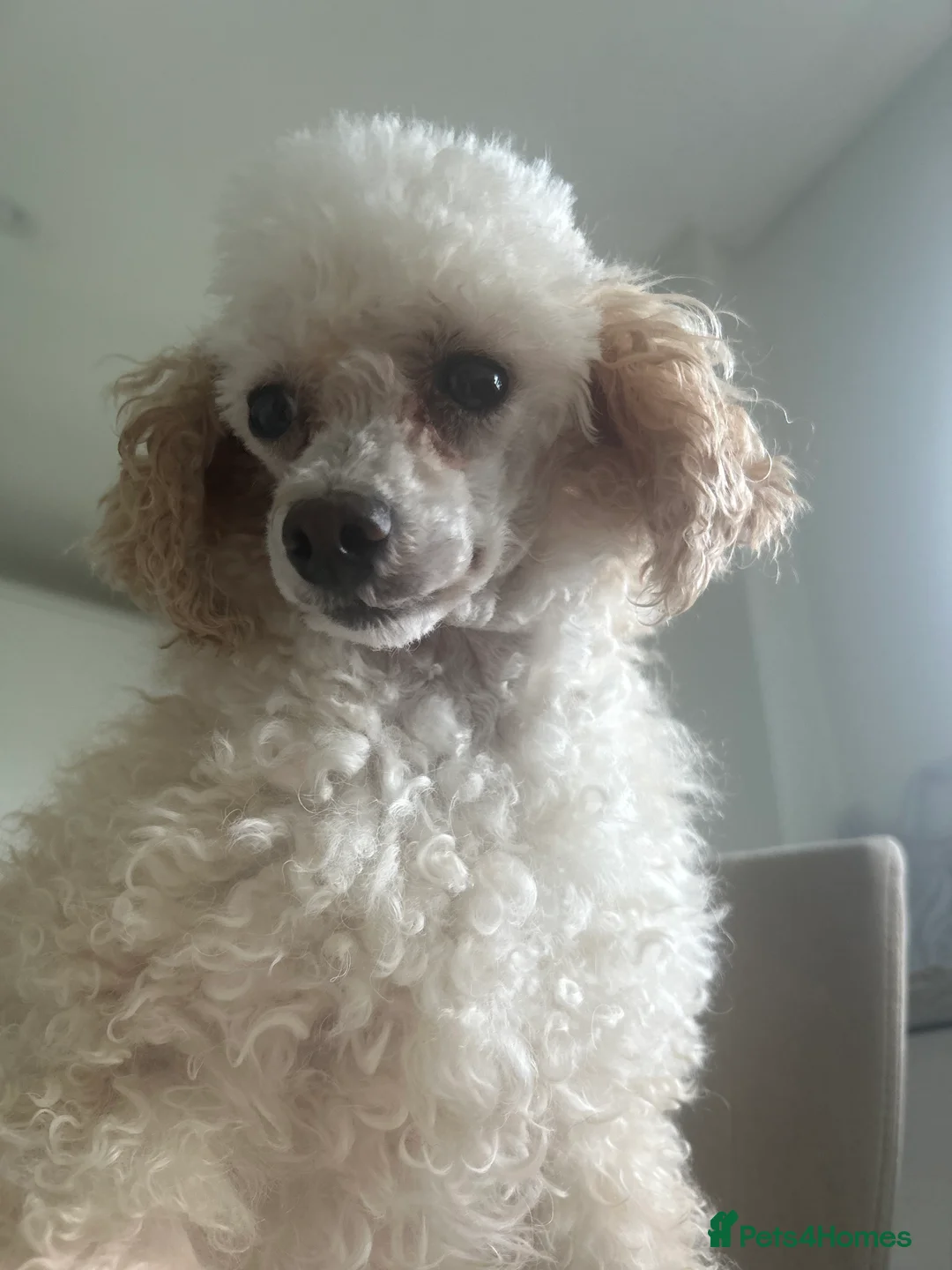 Toy Poodle dogs for sale: Toy Poodles looking for fab home - Advert 1