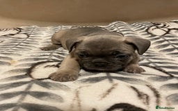 French Bulldog dogs for sale: French bulldog puppy’s  - Image 21
