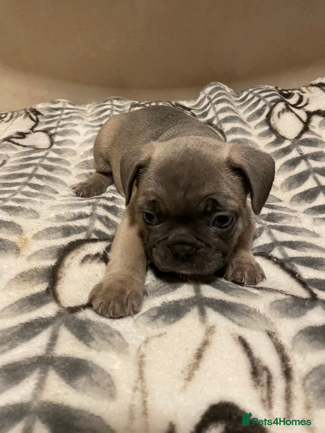 French Bulldog dogs for sale: French bulldog puppy’s  - Image 21