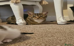 British Shorthair cats for sale: Beautiful Bengal x Calico Kittens - Image 16