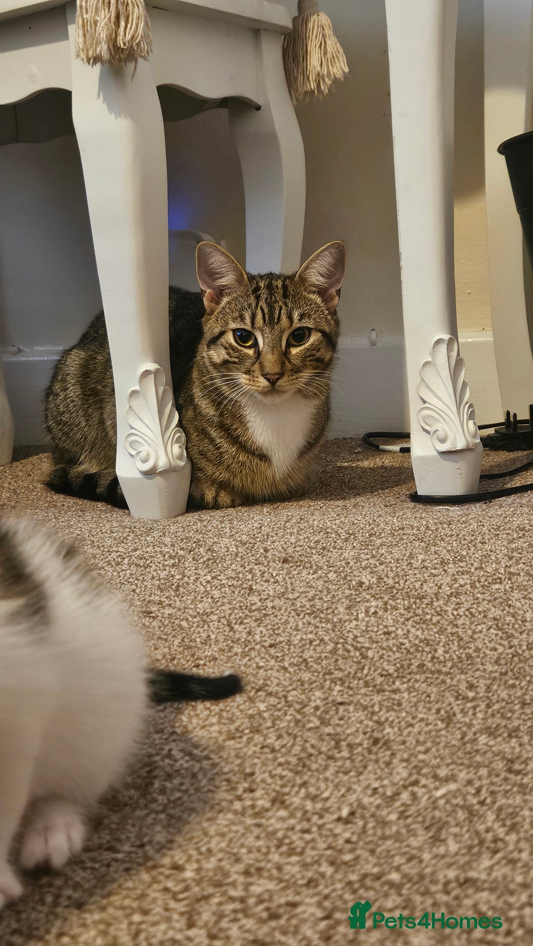 British Shorthair cats for sale: Beautiful Bengal x Calico Kittens - Image 16