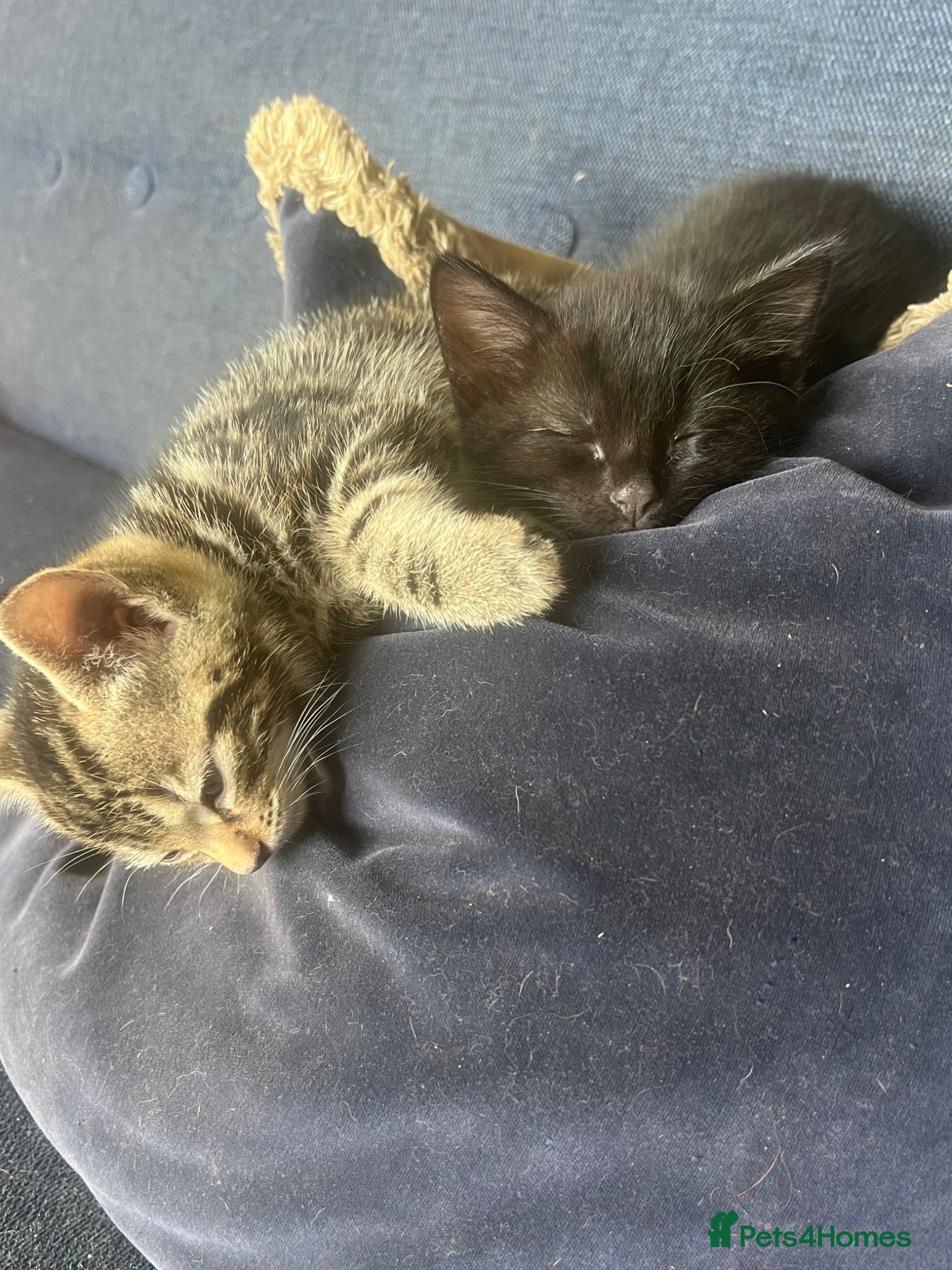 Mixed Breed cats 🐾 Beautiful Tabby x Ragdoll kittens🐾 - Advert 4