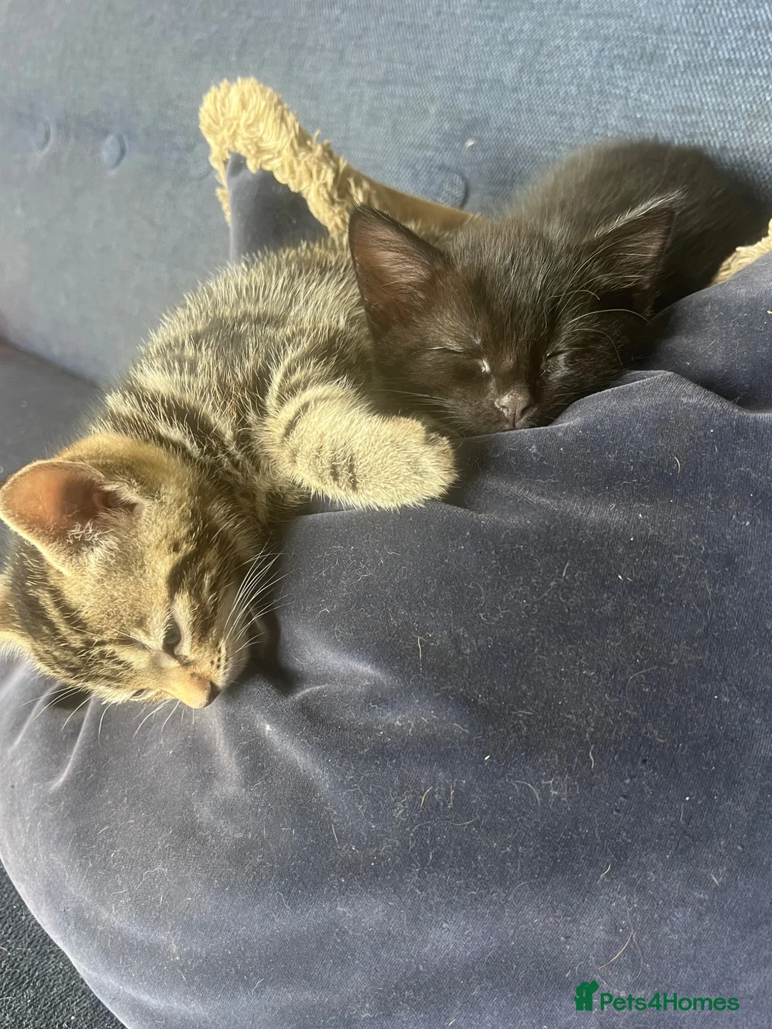 Mixed Breed cats for sale: 🐾 Beautiful Tabby x Ragdoll kittens🐾 - Advert 1