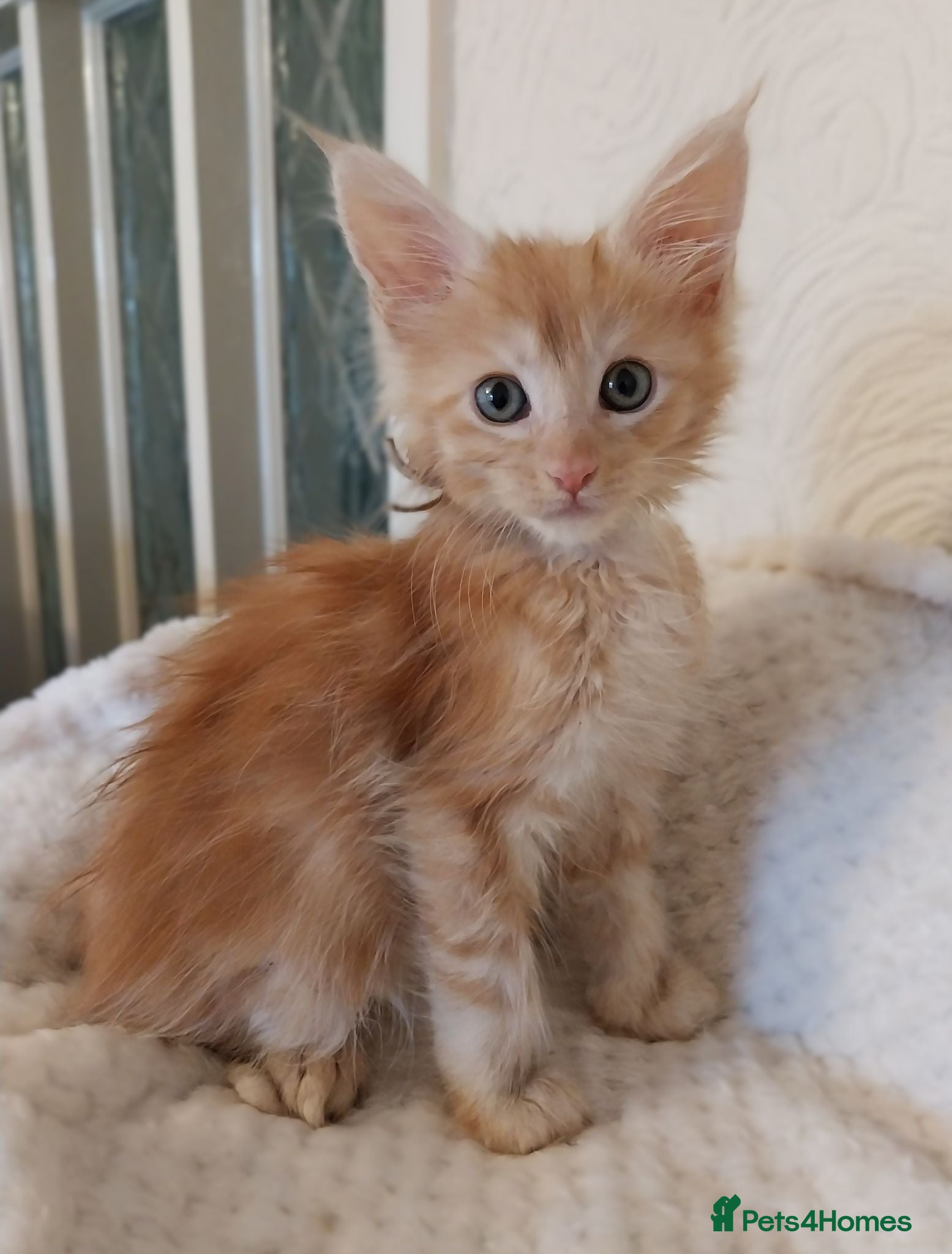 Maine Coon cats TICA Reg Maine Coon Kittens. Red. Tortie. White - Advert 14