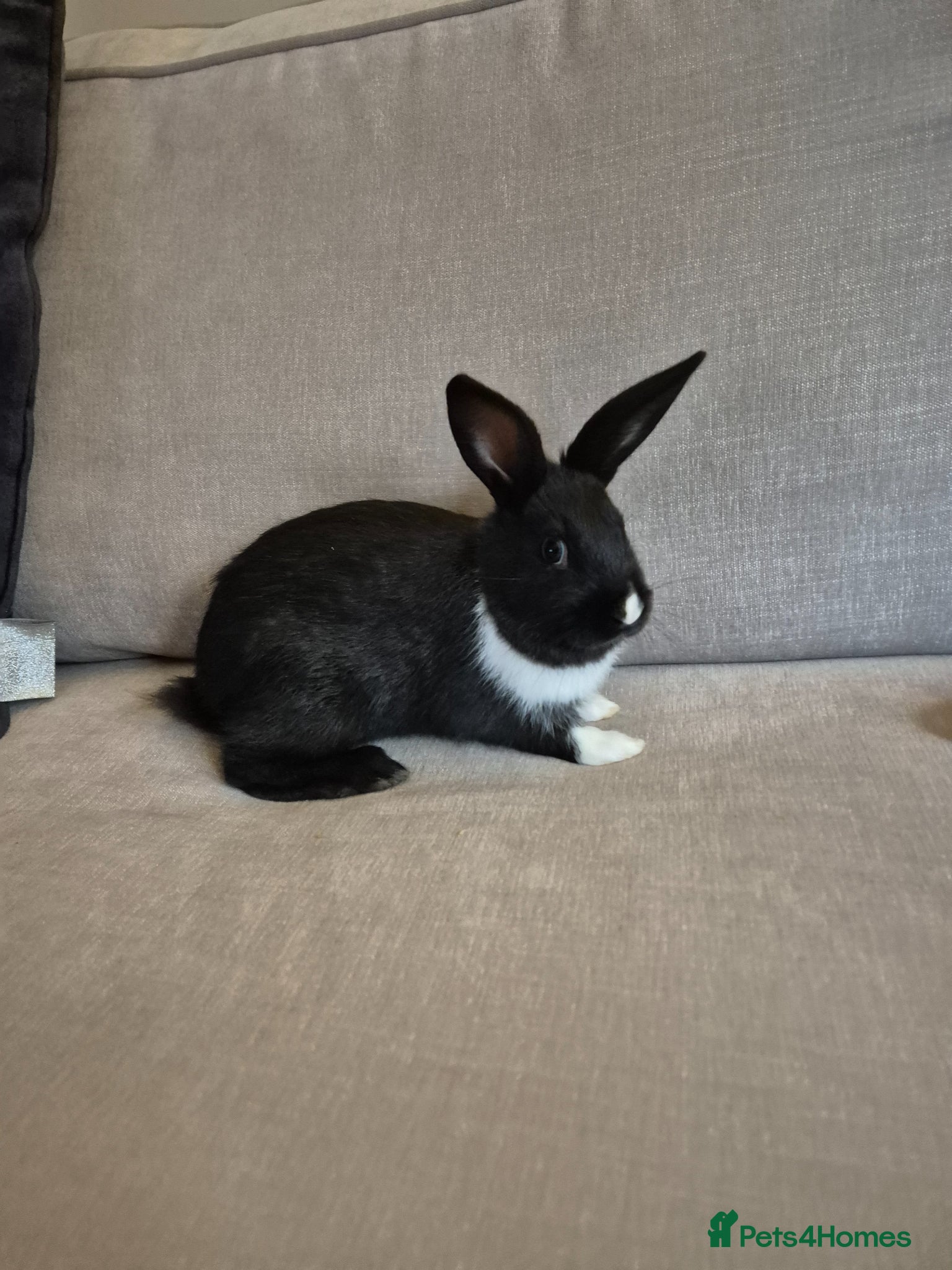 New Zealand rabbits New Zealand x Dutch Kits - Advert 2