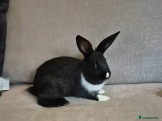 New Zealand rabbits New Zealand x Dutch Kits - Advert 2