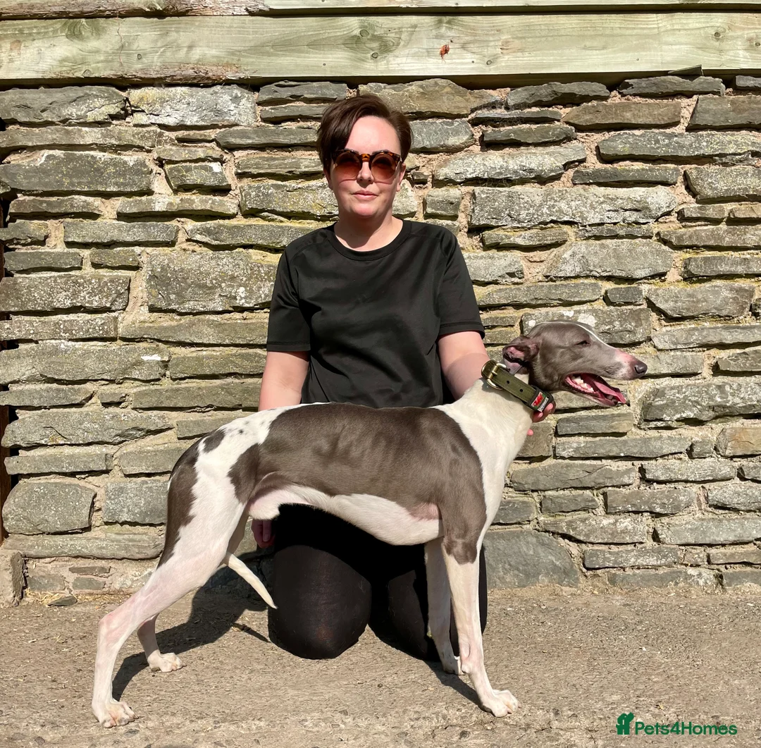 Whippet dogs for stud: DNA health tested Kc reg blue and white whippet in Builth Wells - Advert 2