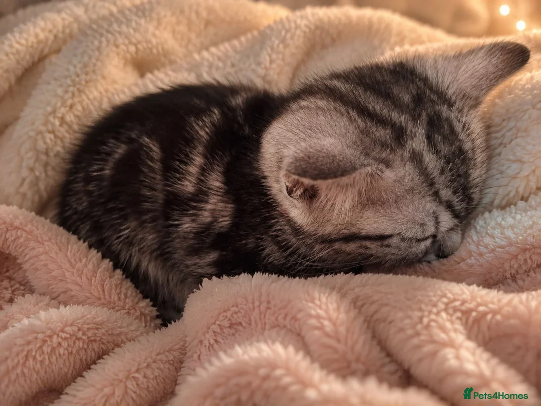 British Shorthair cats for sale: BSH cross bengal kittens. Please read information  - Advert 2