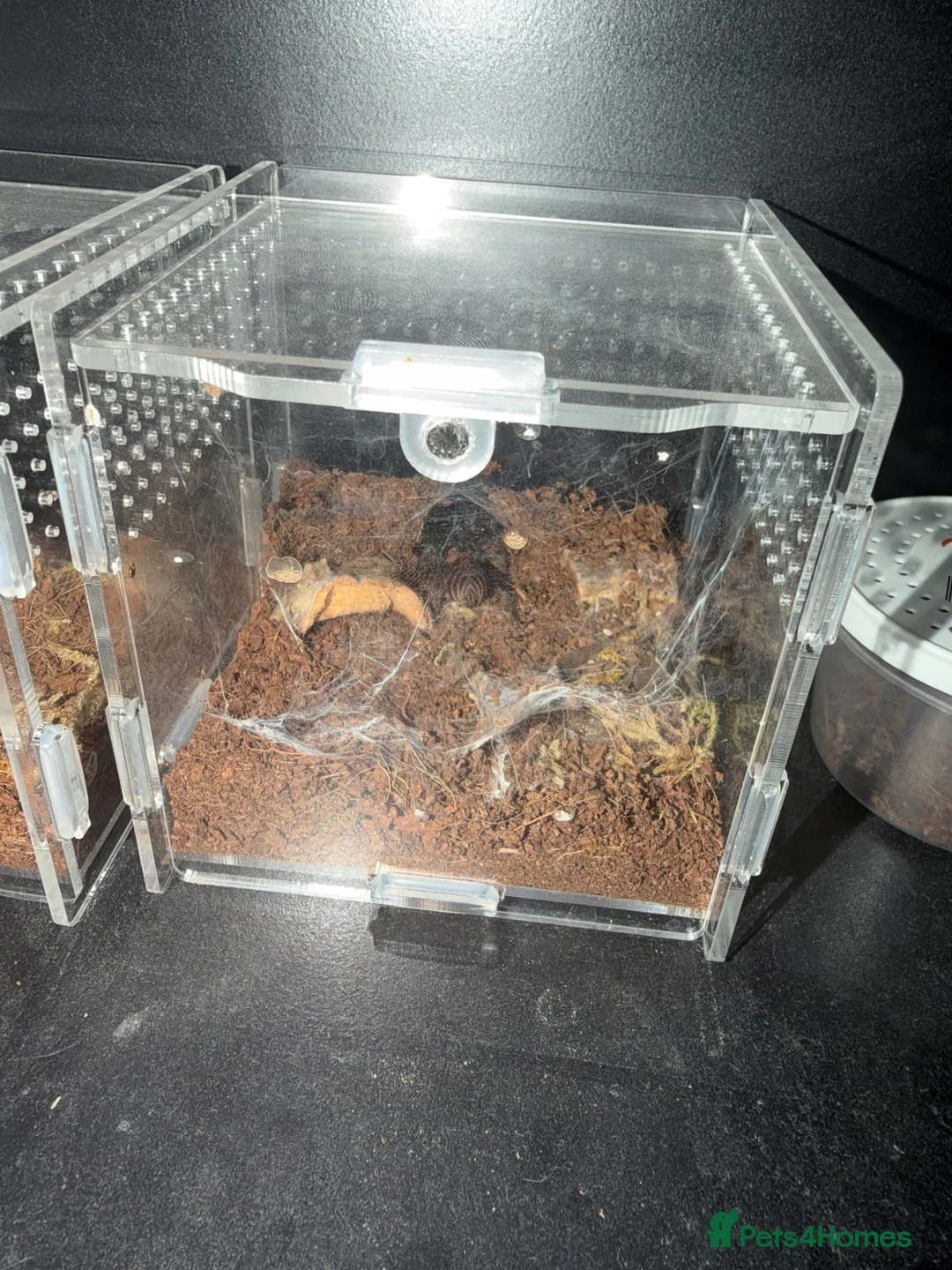 Tarantulas invertebrates for sale: Tarantula Collection Rehome in Preston - Advert 5