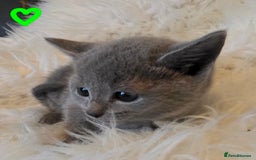 Russian Blue cats for sale: GCCF, CHAMPION SIRED RUSSIAN BLUE KITTENS - Advert 20